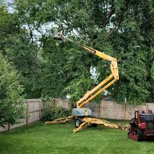 Best Tree Fertilization  in USA